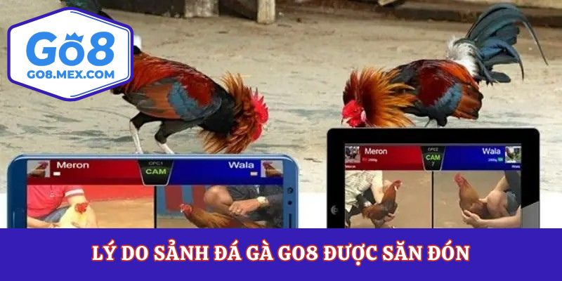 Lý do sảnh đá gà Go8 được săn đón